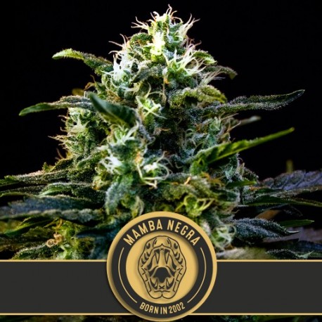 Mamba Negra de Blimburn Seeds