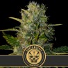 Santa Muerte