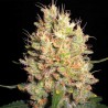 Crazy Miss Hyde Auto (3 semillas)