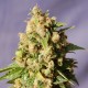 Semillas de marihuana Kiss de Kannabia