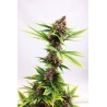 Purple Kush