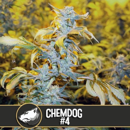 Chemdawg 4