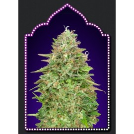Critical Poison Fast Version semillas de 00 Seeds