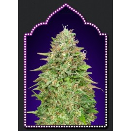 Critical Poison Fast Version semillas de 00 Seeds