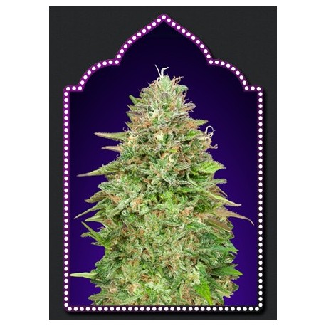 Critical Poison Fast Version semillas de 00 Seeds