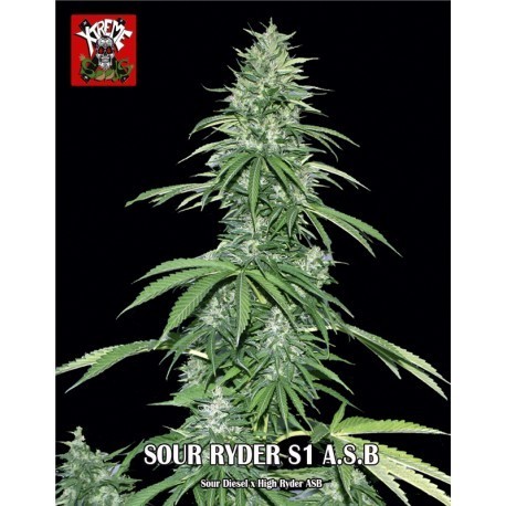 Sour Ryder Superauto