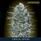 Semillas de marihuana Critical Lemon