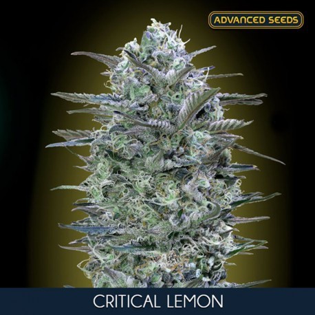 Semillas de marihuana Critical Lemon