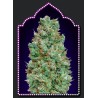 Auto Blueberry