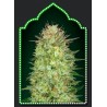 Auto Sweet Critical