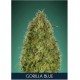 Gorilla Blue