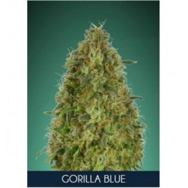 Gorilla Blue