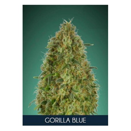 Gorilla Blue