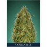 Gorilla Blue