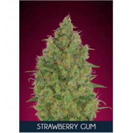 Strawberry Gum