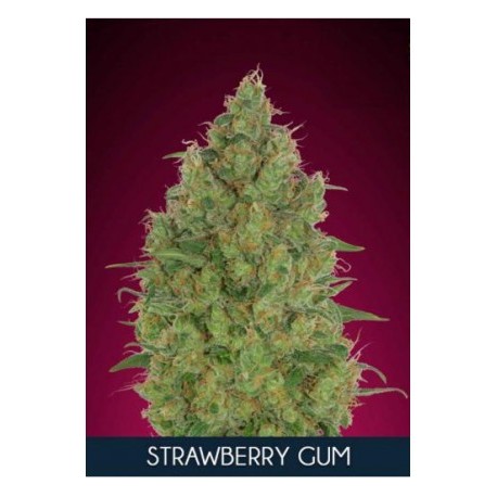 Strawberry Gum