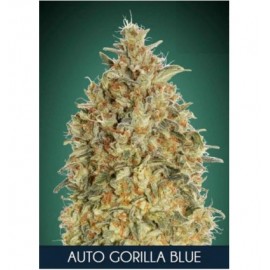 Auto Gorilla Blue