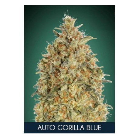 Auto Gorilla Blue