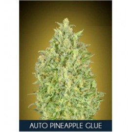 Auto Pineapple Glue