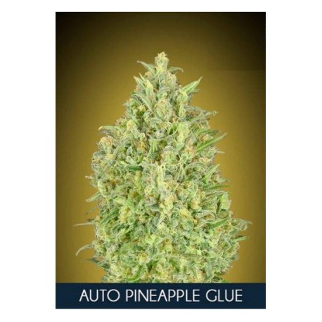 Auto Pineapple Glue