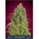 Auto Strawberry Gum