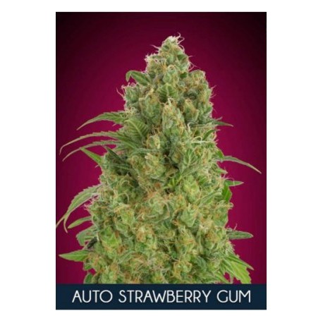 Auto Strawberry Gum