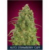 Auto Strawberry Gum