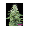 Gorilla Candy de Eva Seeds por 20 € el pack