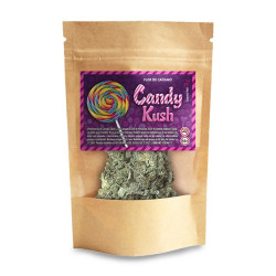 Cogollos de cañamo ricos en CBD Swiss Made Candy Kush
