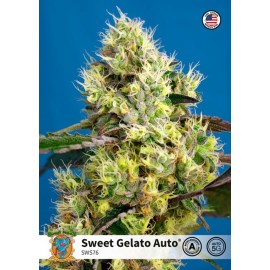 Sweet Gelato auto