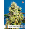 Sweet Gelato auto de Sweet Seeds con el 20% Sweet Gelato auto de Sweet Seeds con el 20%