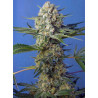 Crystal Candy F1 de Sweet Seeds con el 20%
