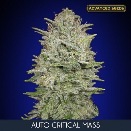 Auto Critical Mass