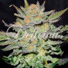 Blue Ace CBD Auto de Delicious Seeds con el 20%