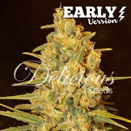 Critical Sensi Star Early Version de Delicious Seeds