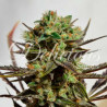 Delicious Candy feminizadas de Delicious Seeds con el 20%