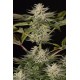 Semillas feminizadas Ocean Grown Cookies