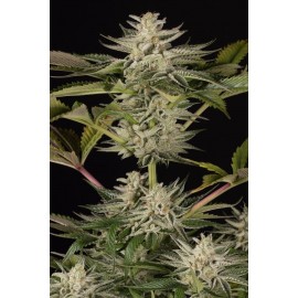 Semillas feminizadas Ocean Grown Cookies