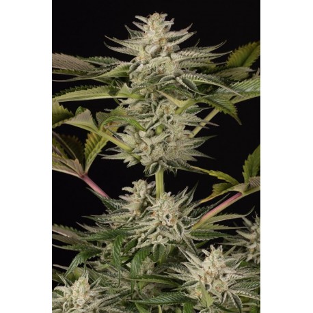 Semillas feminizadas Ocean Grown Cookies