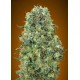 Feminized Collection 6 de Advanced Seeds