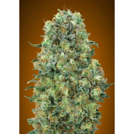 Feminized Collection 6 de Advanced Seeds