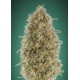 Feminized Collection 6 de Advanced Seeds