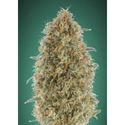 Feminized Collection 6 de Advanced Seeds
