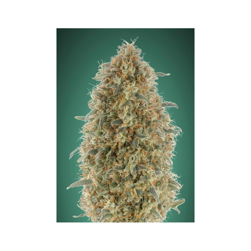 Feminized Collection 6 de Advanced Seeds