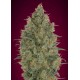 Feminized Collection 6 de Advanced Seeds