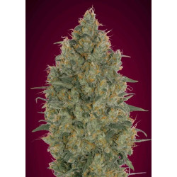 Feminized Collection 6 de Advanced Seeds