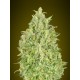 Automatic Collection 4 de Advanced Seeds