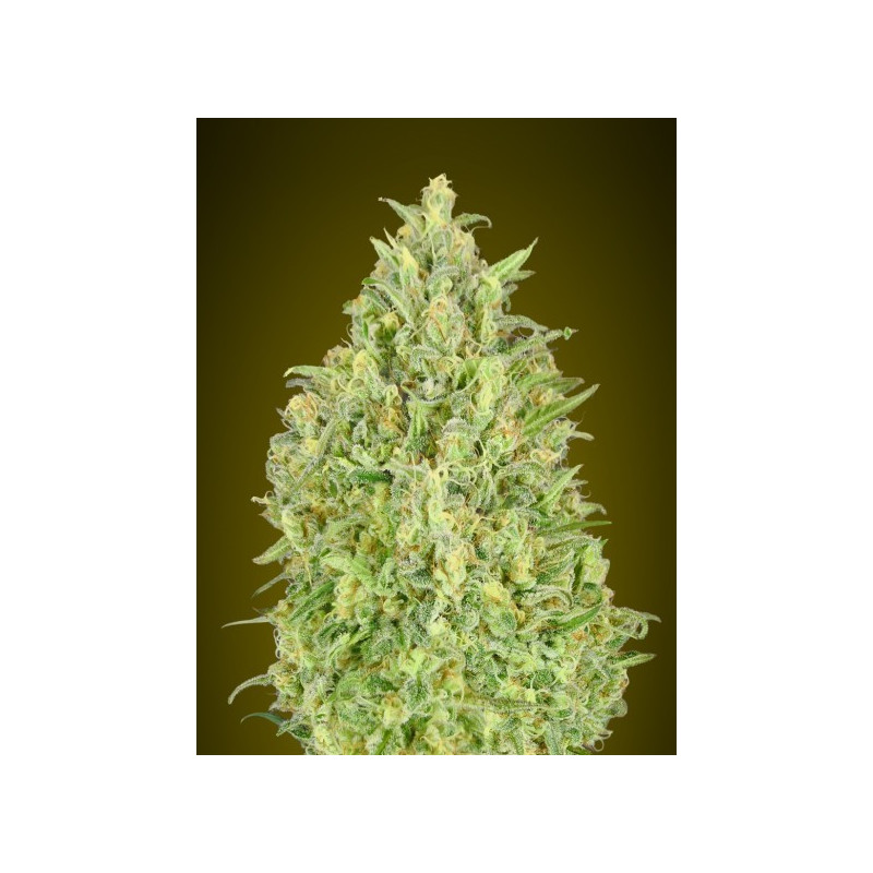 Automatic Collection 4 de Advanced Seeds