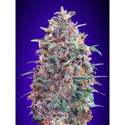 Automatic Collection 4 de Advanced Seeds