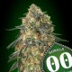 Gorilla de 00 Seeds